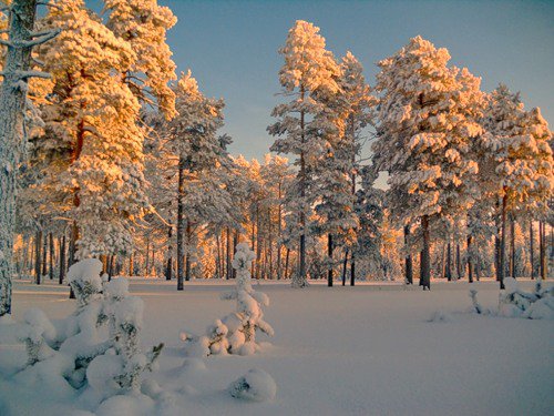Опушка леса - лес, пейзаж, природа, зима - оригинал