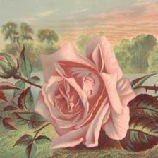 Оригинал схемы вышивки «Розовая роза» (№75294)