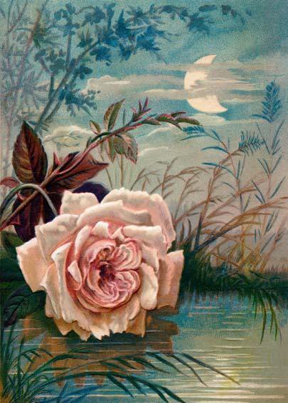 Розовый вечер - роза, цветы, природа - оригинал
