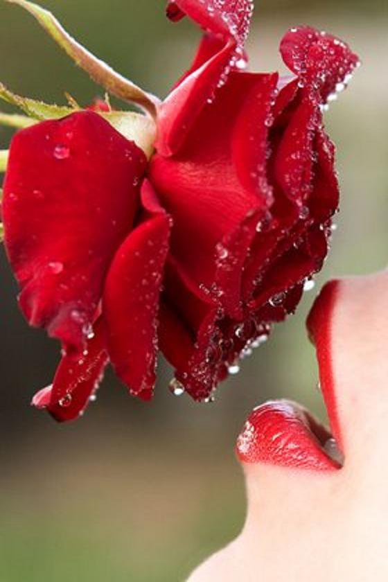 волнующий аромат - роза, цветы - оригинал