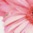 Предпросмотр схемы вышивки «букет розовых гербер» (№75901)