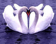 любовь - лебеди, сердце, любовь - оригинал