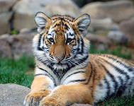 тигр - тигр, животные, природа - оригинал
