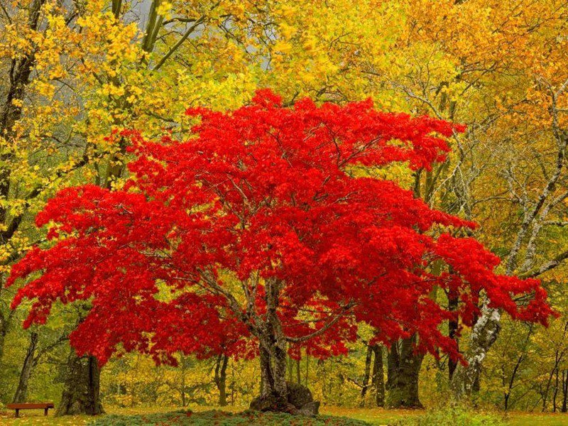 золотая осень - лес, пейзаж - оригинал