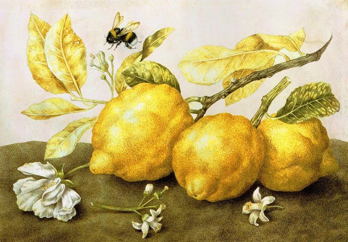 лимончики - фрукты - оригинал
