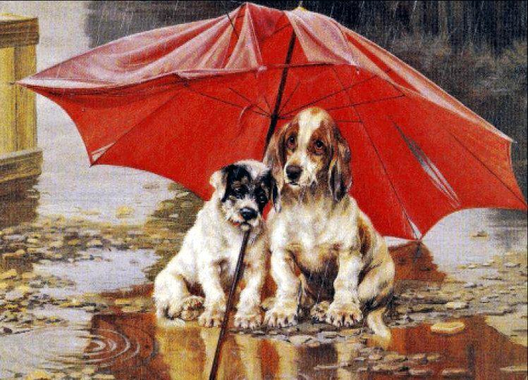 Собаки под зонтом. - дождь, двое, зонт, собака, друзья - оригинал