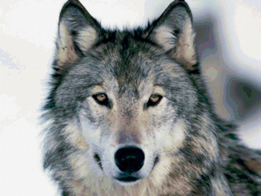 волк - звери, волк, животные - предпросмотр
