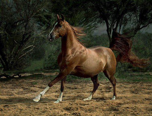 №77091 - лошадь, кони, животные, пейзаж, лошади, конь - оригинал