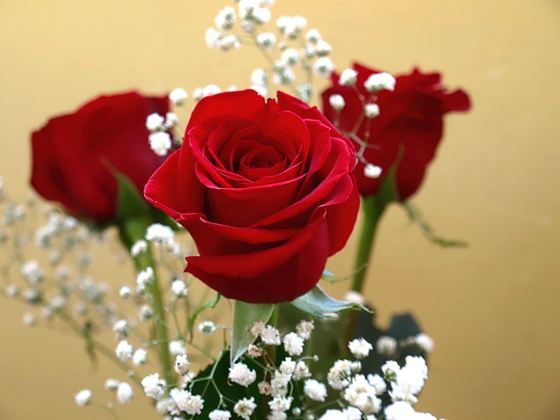 №77107 - розы, букет, цветы - оригинал