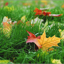 листья на траве
