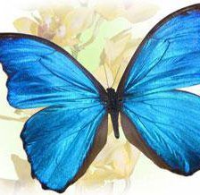 Бабочка с голубыми крыльями))