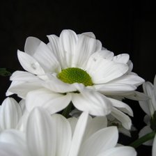 цветок 2