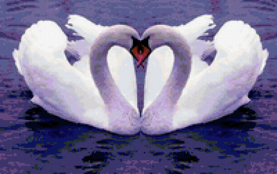Пара лебедей - любовь, лебеди, романтика, пара - предпросмотр