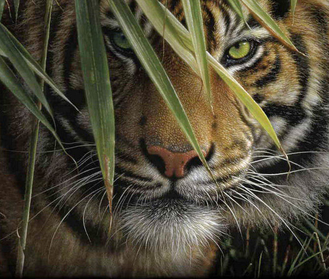 тигр в траве - оригинал