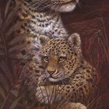 леопарды