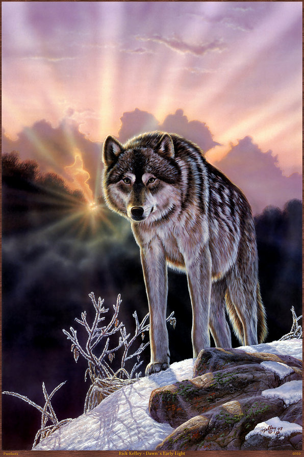 Волк - зима, волки, живопись, животные - оригинал