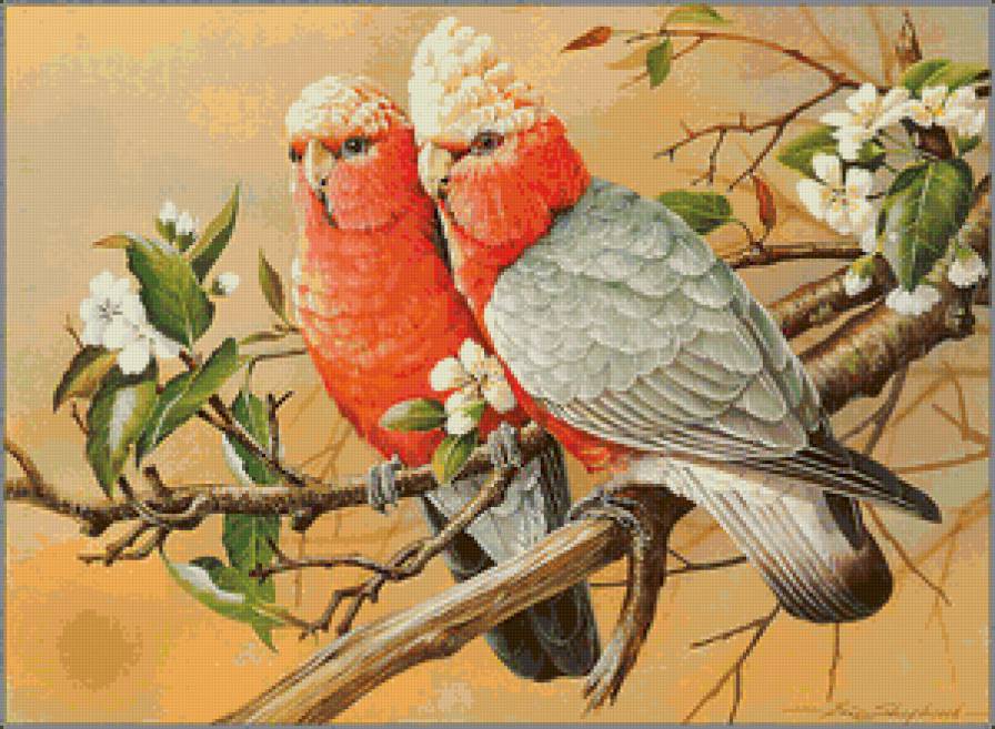 попугаи на ветке - попугаи - предпросмотр