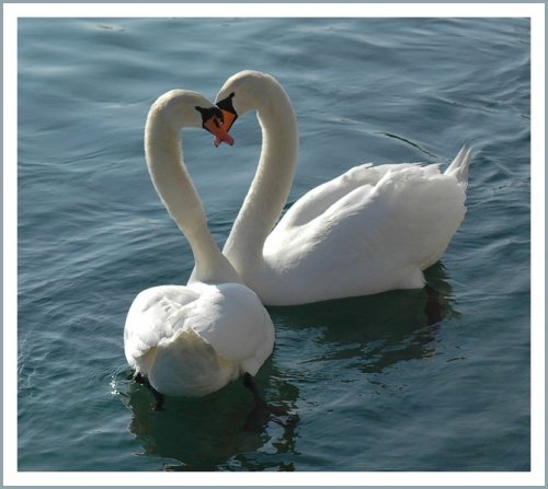 Пара лебедей - романтика, любовь, пара, семья, лебеди - оригинал