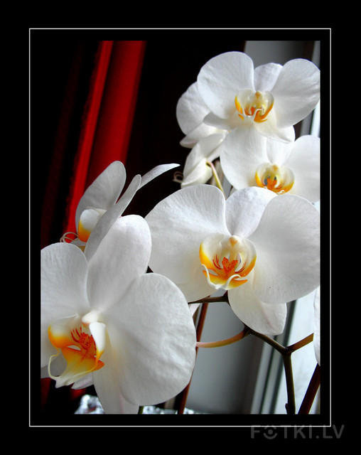 ОРХИДЕИ - цветы, орхидеи - оригинал