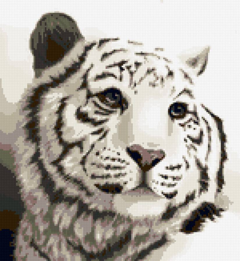 Белый тигр - белый тигр, тигр - предпросмотр