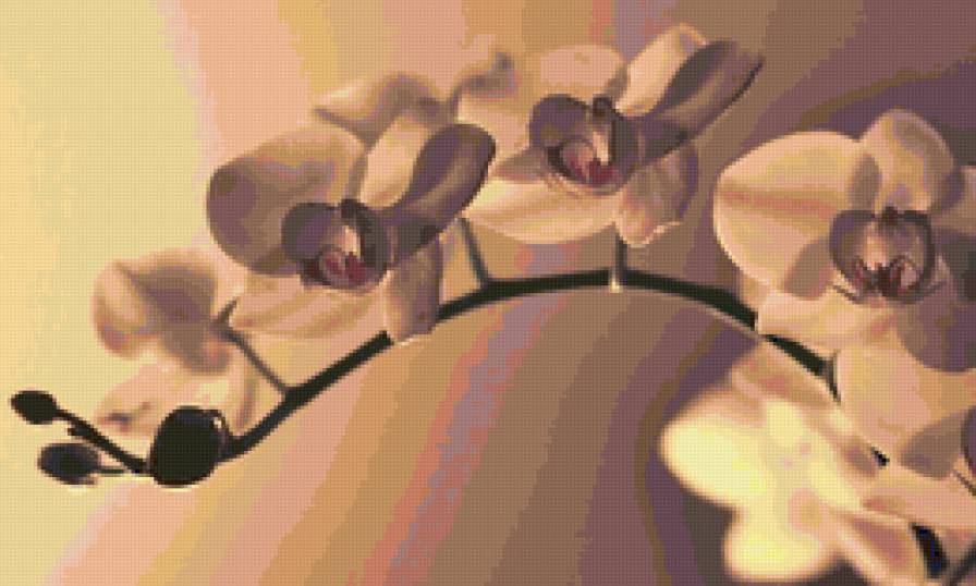 орхидея - цветы - предпросмотр