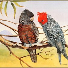 Оригинал схемы вышивки «попугаи на ветке» (№80070)