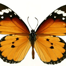 Оригинал схемы вышивки «бабочка» (№80228)