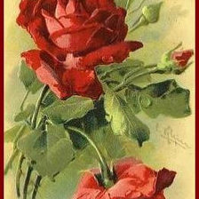 красные розы
