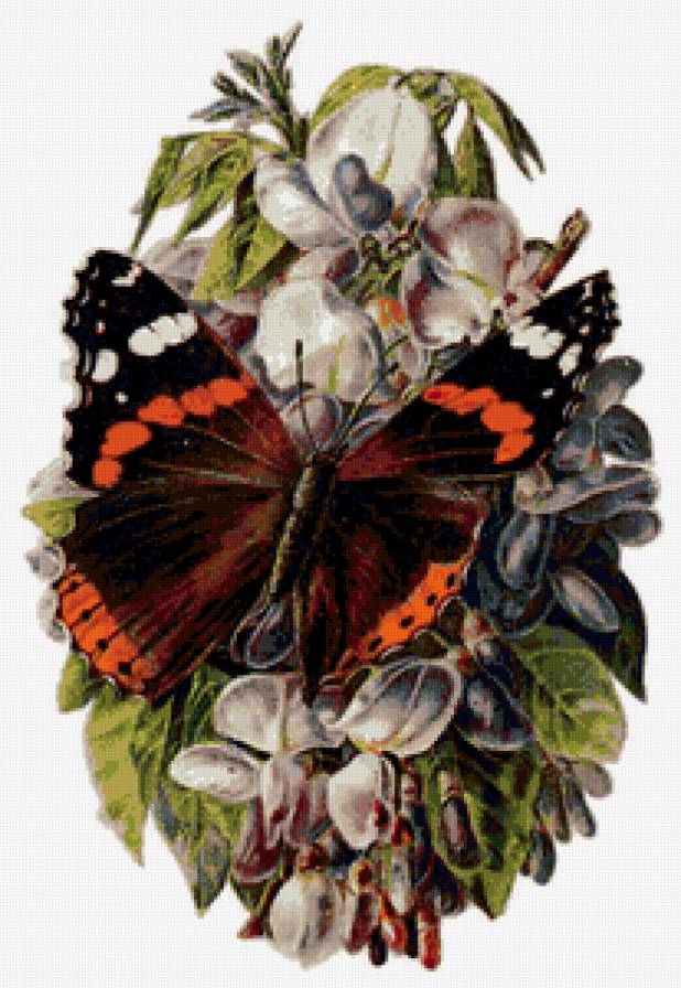 бабочка - бабочка, природа, цветы - предпросмотр