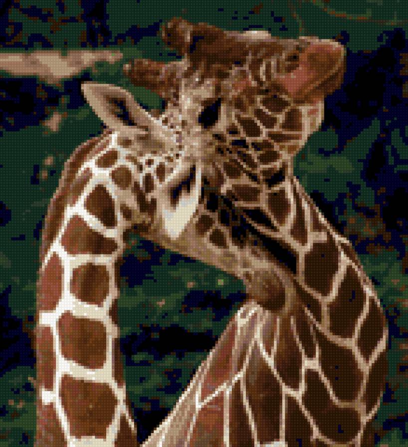 жираф - жираф, нежность, мамина любовь - предпросмотр