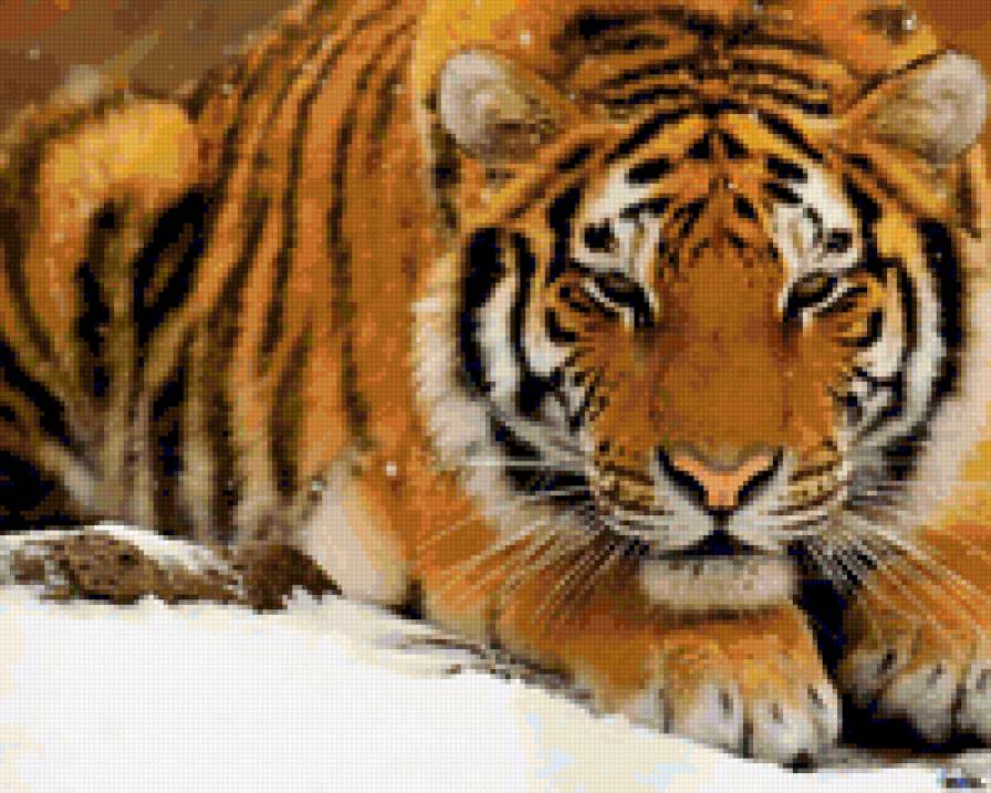 Хищник - тигр, кошки, животные - предпросмотр