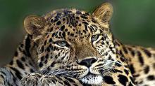 Леопард - леопард, животные, природа, кошки - оригинал