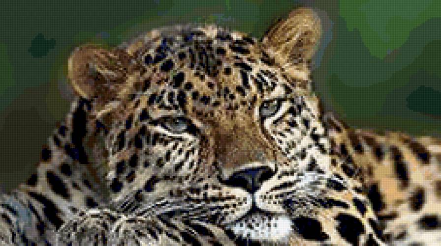 Леопард - кошки, природа, леопард, животные - предпросмотр