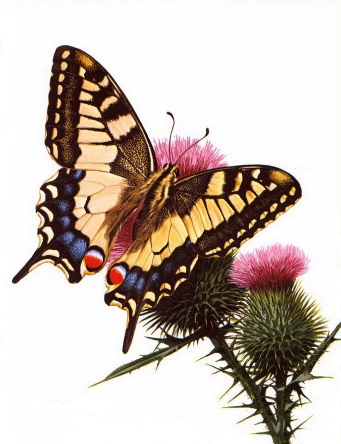 №81247 - животные, цветы, рисунок, бабочка - оригинал