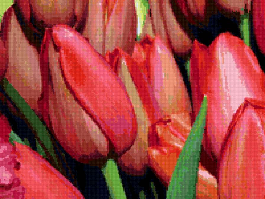 тюльпанчики - тюльпаны, цветы - предпросмотр