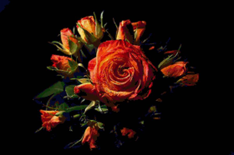 Роза на черном фоне - роза, цветы - предпросмотр