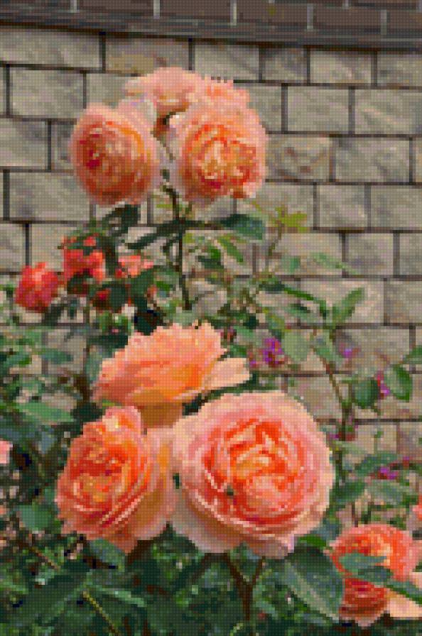 Розовый фонтан - цветы, розы - предпросмотр