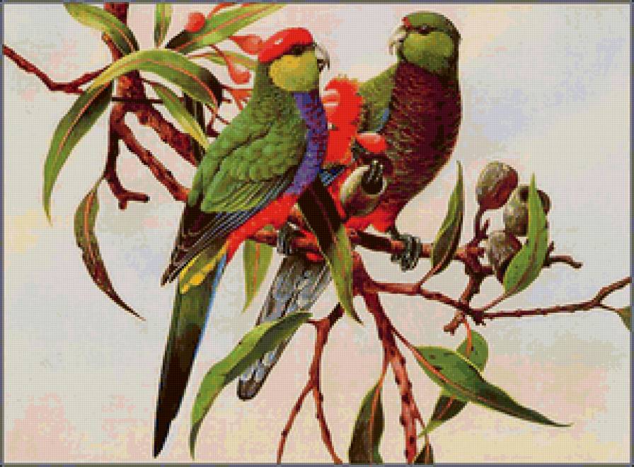 попугаи на ветке - попугаи - предпросмотр