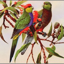 Оригинал схемы вышивки «попугаи на ветке» (№82077)