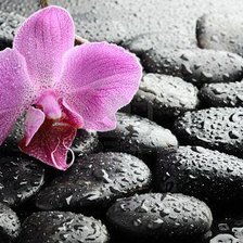 Схема вышивки «Орхидея на камнях»