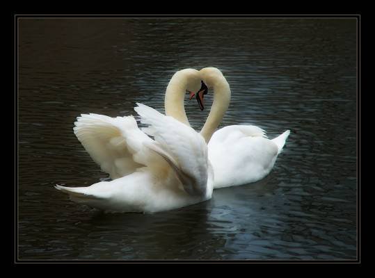 Пара лебедей - лебеди, пара, любовь, романтика, семья - оригинал