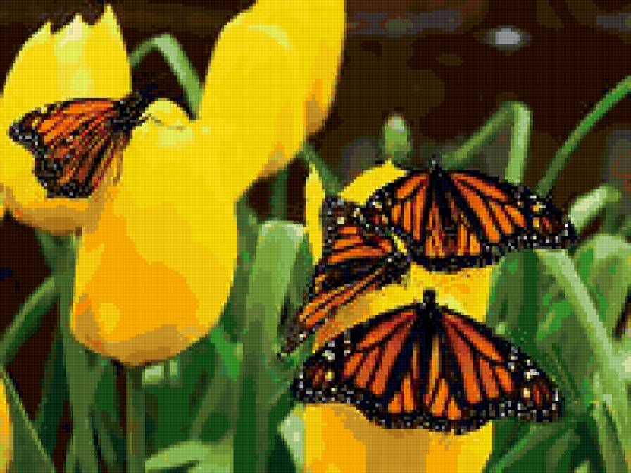 бабочки прелестницы - тюльпаны, бабочки, цветы - предпросмотр
