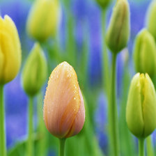 Оригинал схемы вышивки «tulips» (№82861)