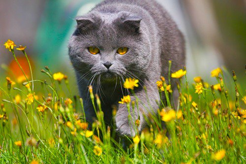 На прогулке - кот, открытка, цветы - оригинал