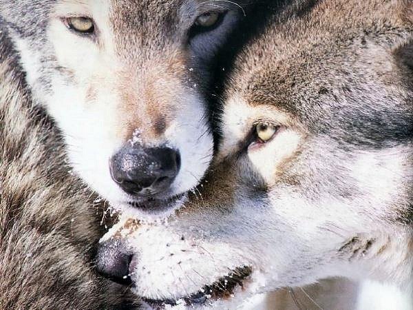 Пара волков - волк, животные - оригинал