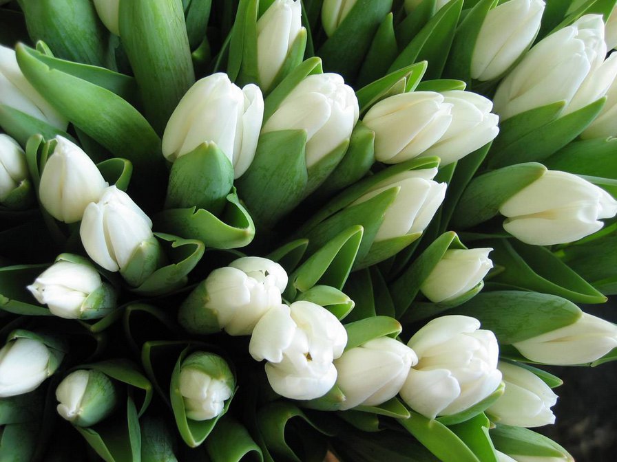 белые тюльпаны - тюльпаны, цветы - оригинал