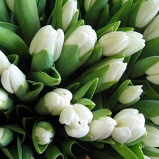 Оригинал схемы вышивки «белые тюльпаны» (№83879)