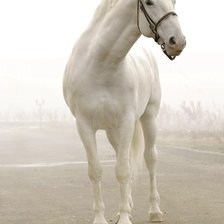 Оригинал схемы вышивки «белая лошадка» (№83931)