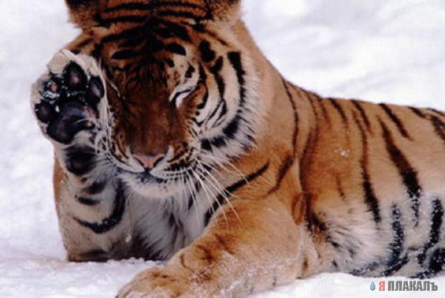 чистота превыше всего - тигры, животные - оригинал