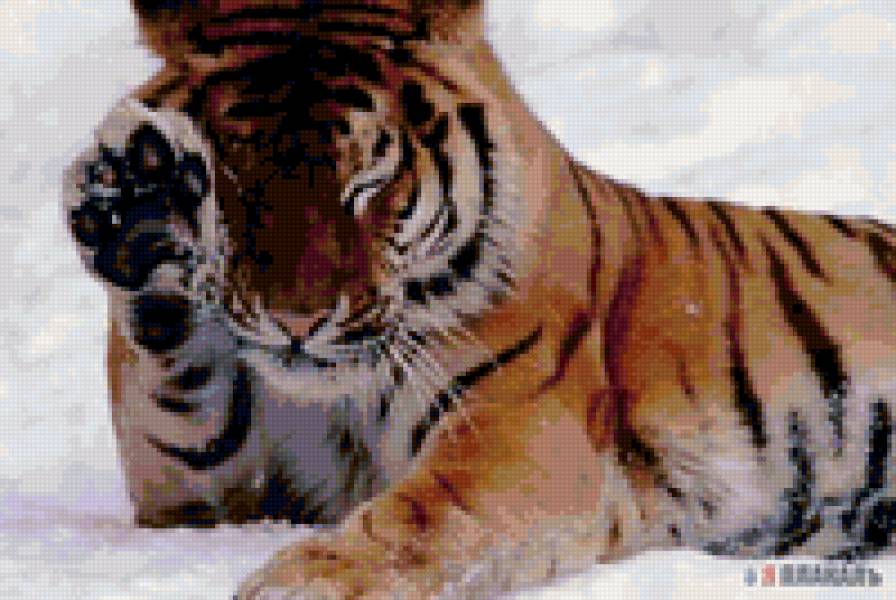 чистота превыше всего - животные, тигры - предпросмотр